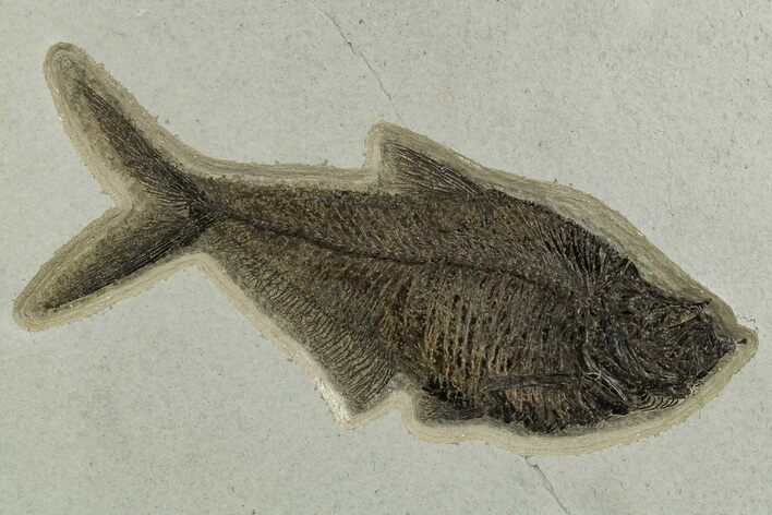 Detailed Fossil Fish (Diplomystus) - Wyoming #328093